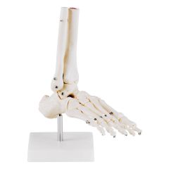 Pied SISSEL FRANCE PERFORMANCE HEALTH