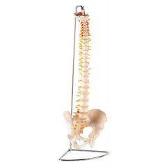 Colonne vertébrale avec bassin SISSEL FRANCE PERFORMANCE HEALTH
