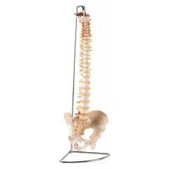 Colonne vertébrale PERFORMANCE HEALTH