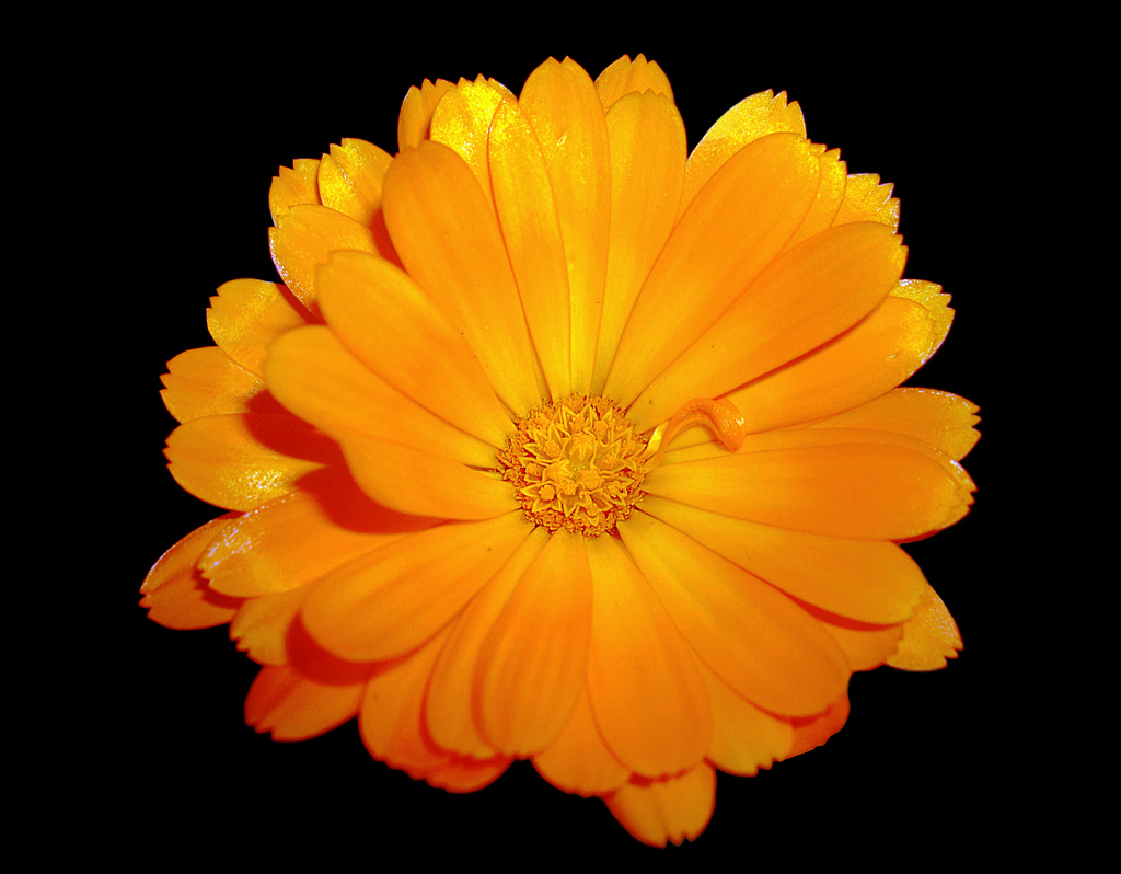 Calendula. Crédit Flickr / Bambo