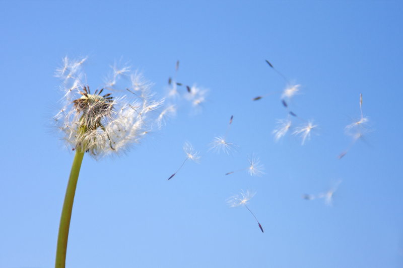 5 idées reçues sur les allergies saisonnières